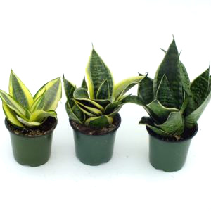 Birdnest Sansevieria Assortment