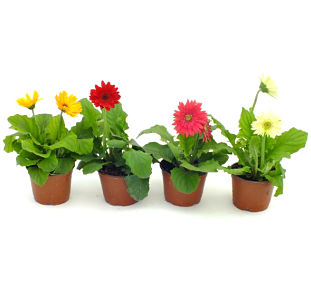 Gerbera Daisy Assortment