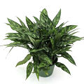 8" Aglaonema Maria (Emerald Beauty)