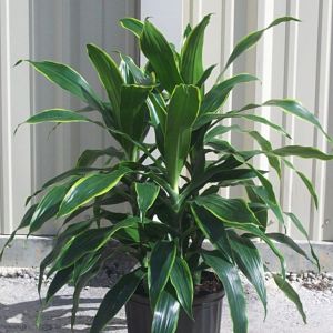 Art (Carmen) Dracaena